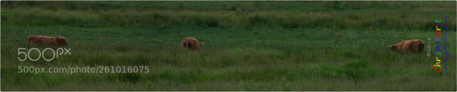 Nikon D7100 sample photo. Pulborough brooks rspb photography