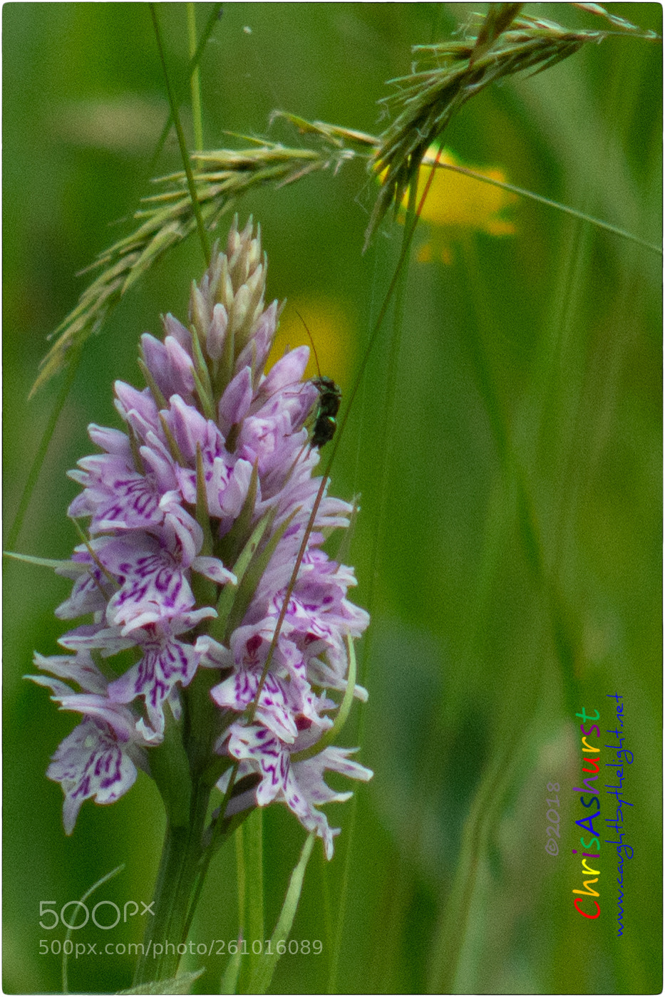 Nikon D7100 sample photo. Pulborough brooks rspb photography
