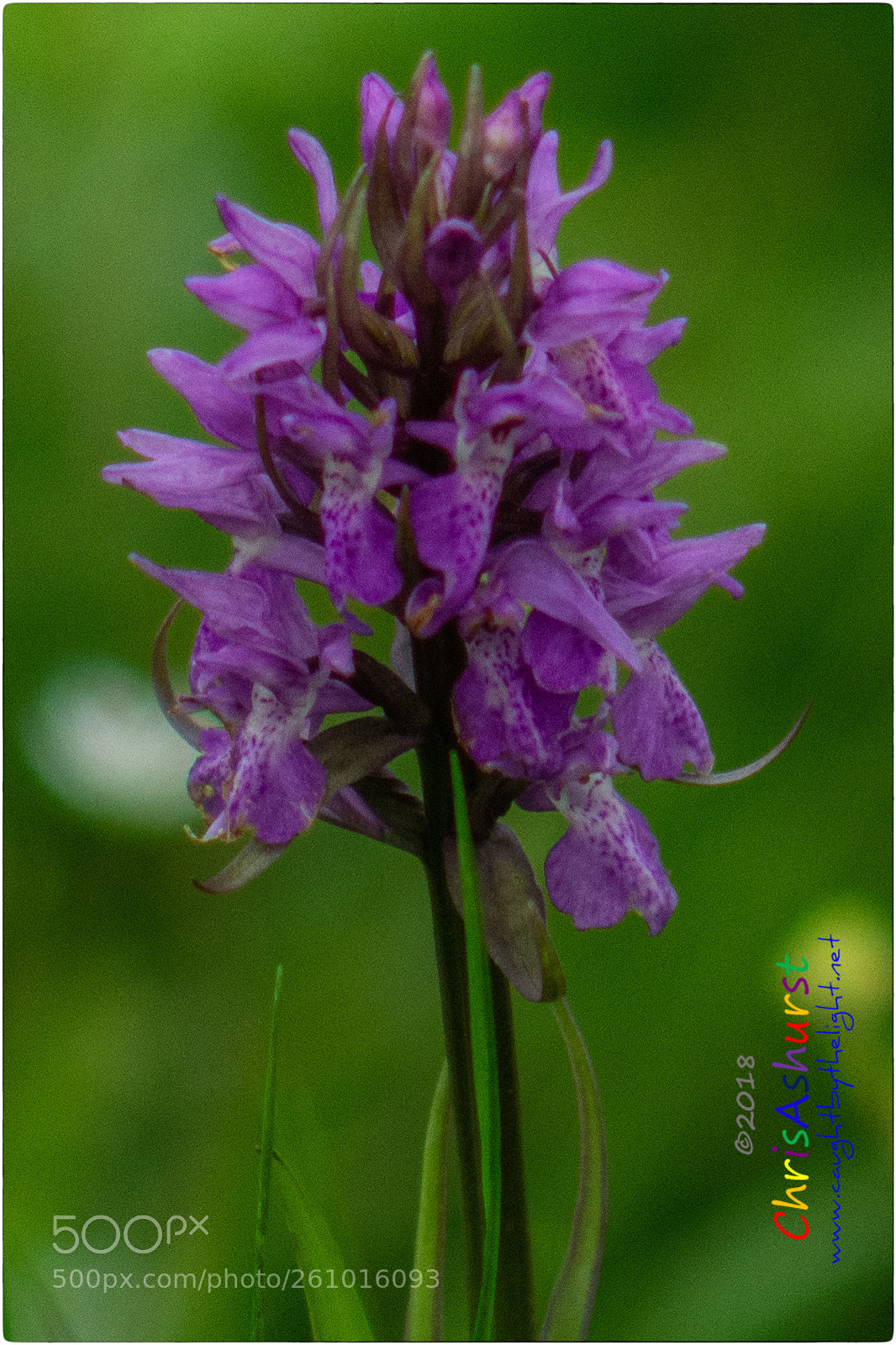 Nikon D7100 sample photo. Pulborough brooks rspb photography