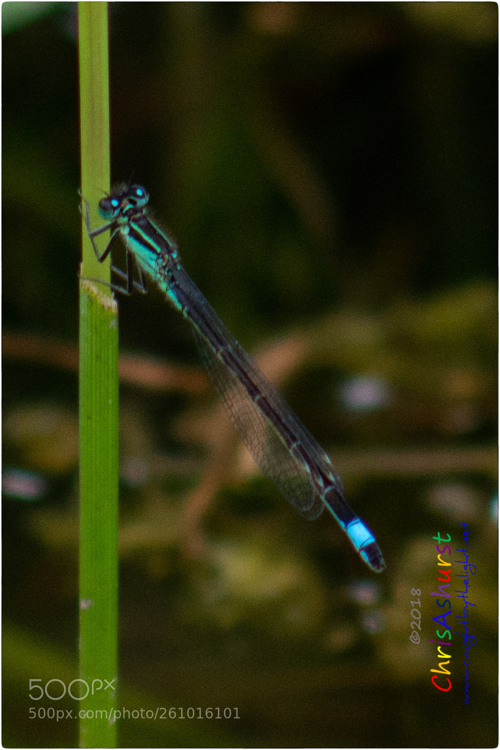 Nikon D7100 sample photo. Pulborough brooks rspb photography
