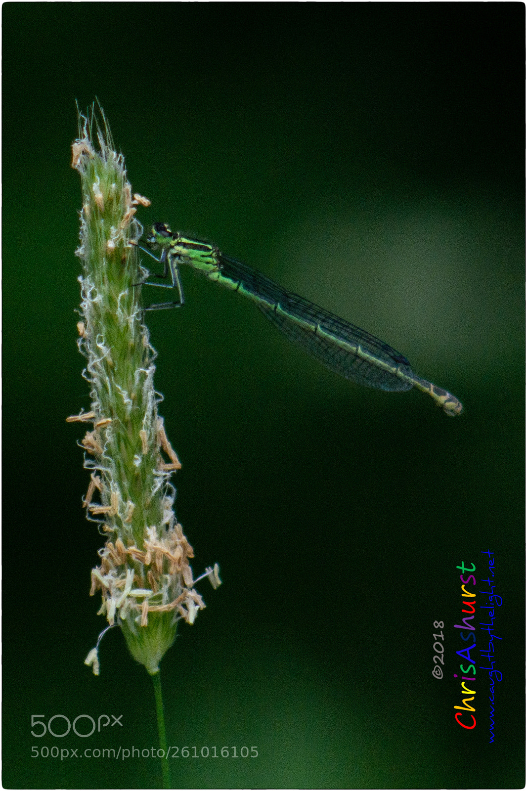 Nikon D7100 sample photo. Pulborough brooks rspb photography