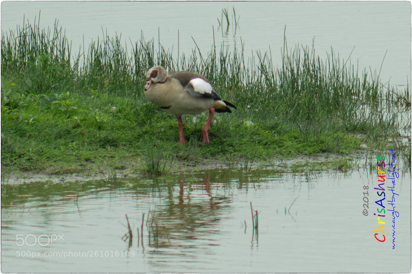 Nikon D7100 sample photo. Pulborough brooks rspb photography