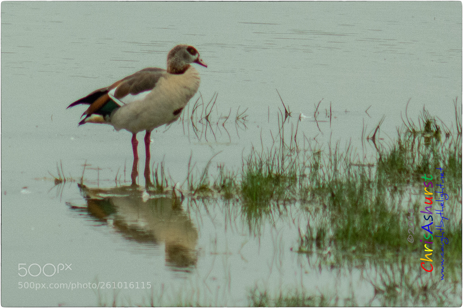 Nikon D7100 sample photo. Pulborough brooks rspb photography