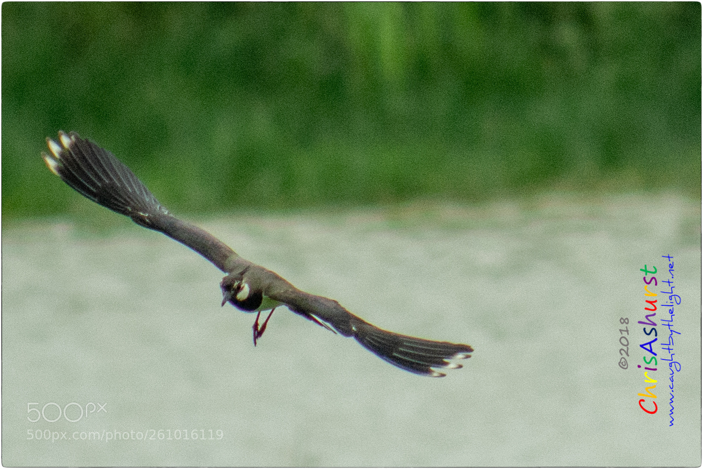 Nikon D7100 sample photo. Pulborough brooks rspb photography