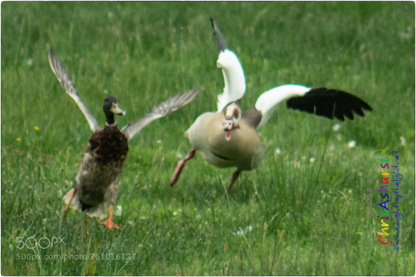 Nikon D7100 sample photo. Pulborough brooks rspb photography