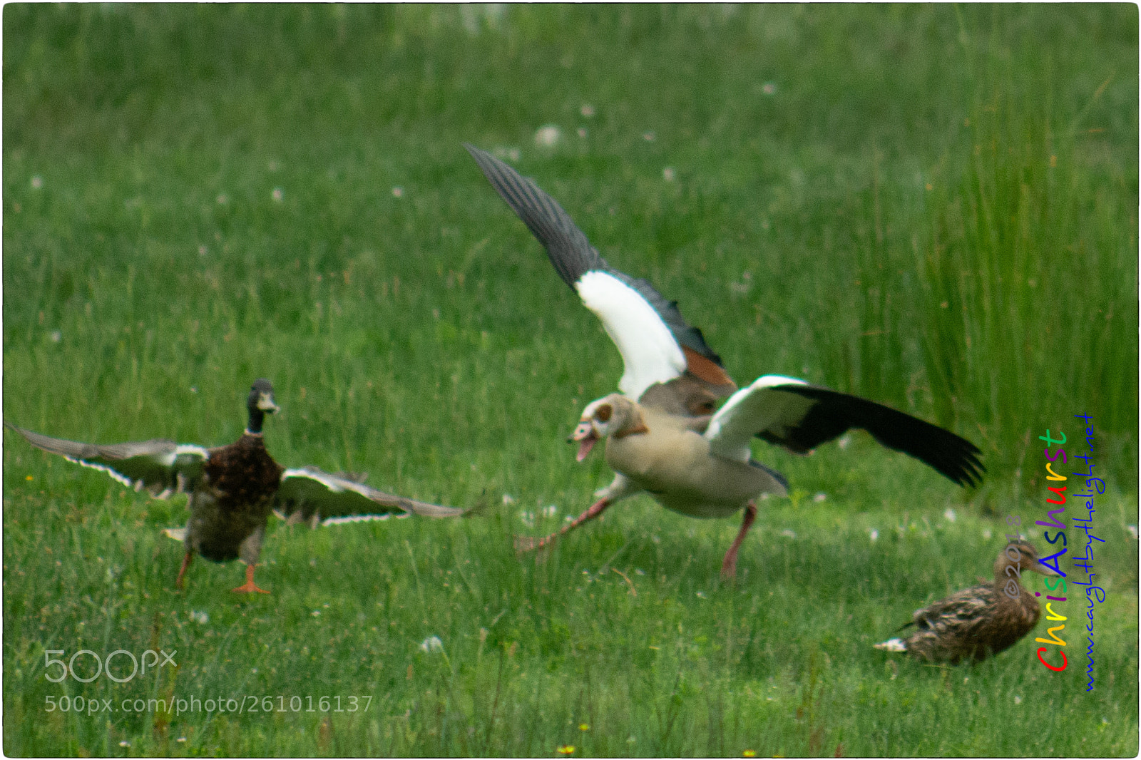 Nikon D7100 sample photo. Pulborough brooks rspb photography