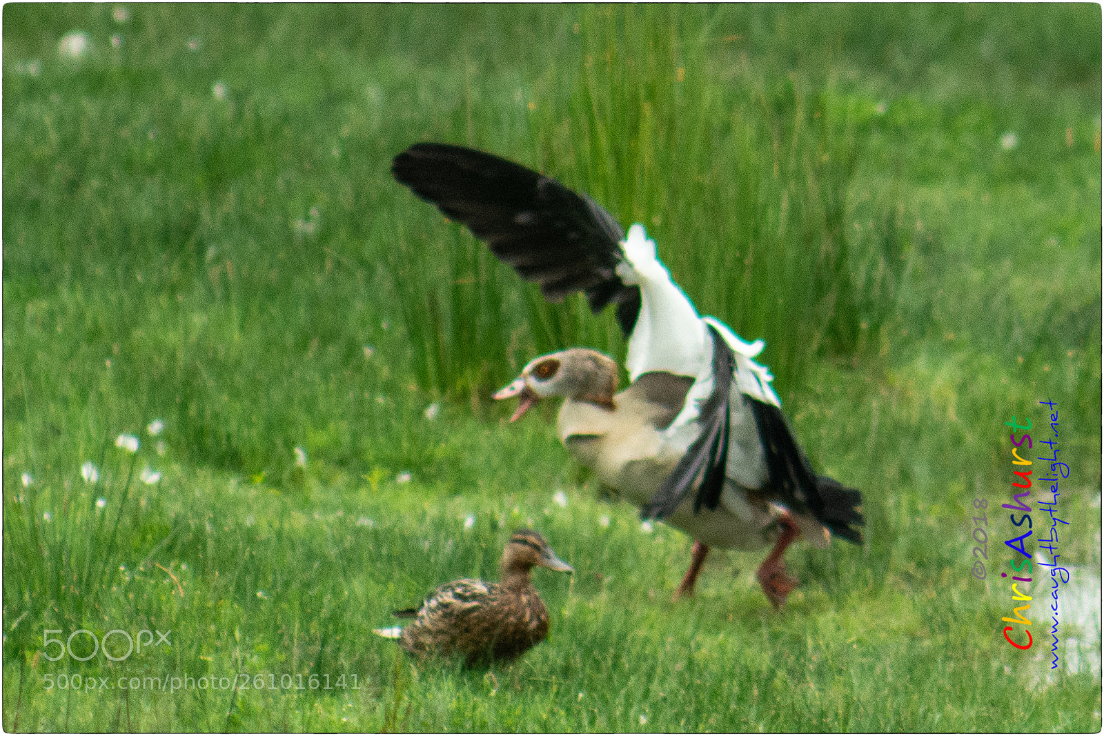 Nikon D7100 sample photo. Pulborough brooks rspb photography