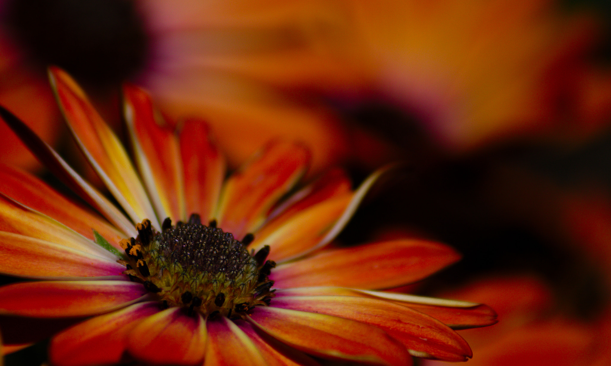Canon EF-S 55-250mm F4-5.6 IS II sample photo. ... photography