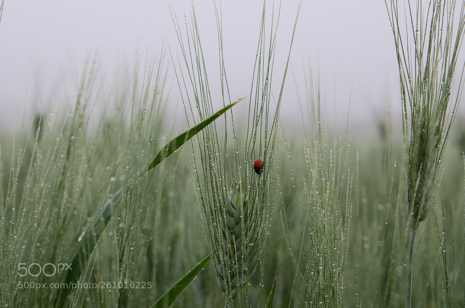 Nikon D7000 sample photo. Ladybug photography