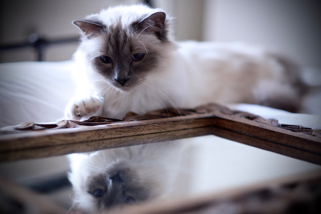 Fujifilm X-E2 sample photo. Poser photography