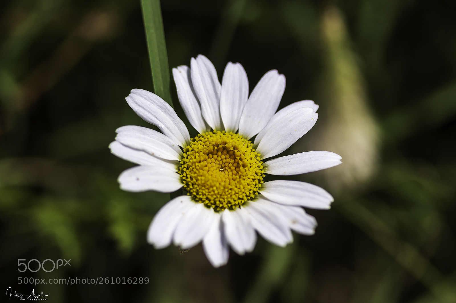 Canon EOS 60D sample photo. Untitled photography