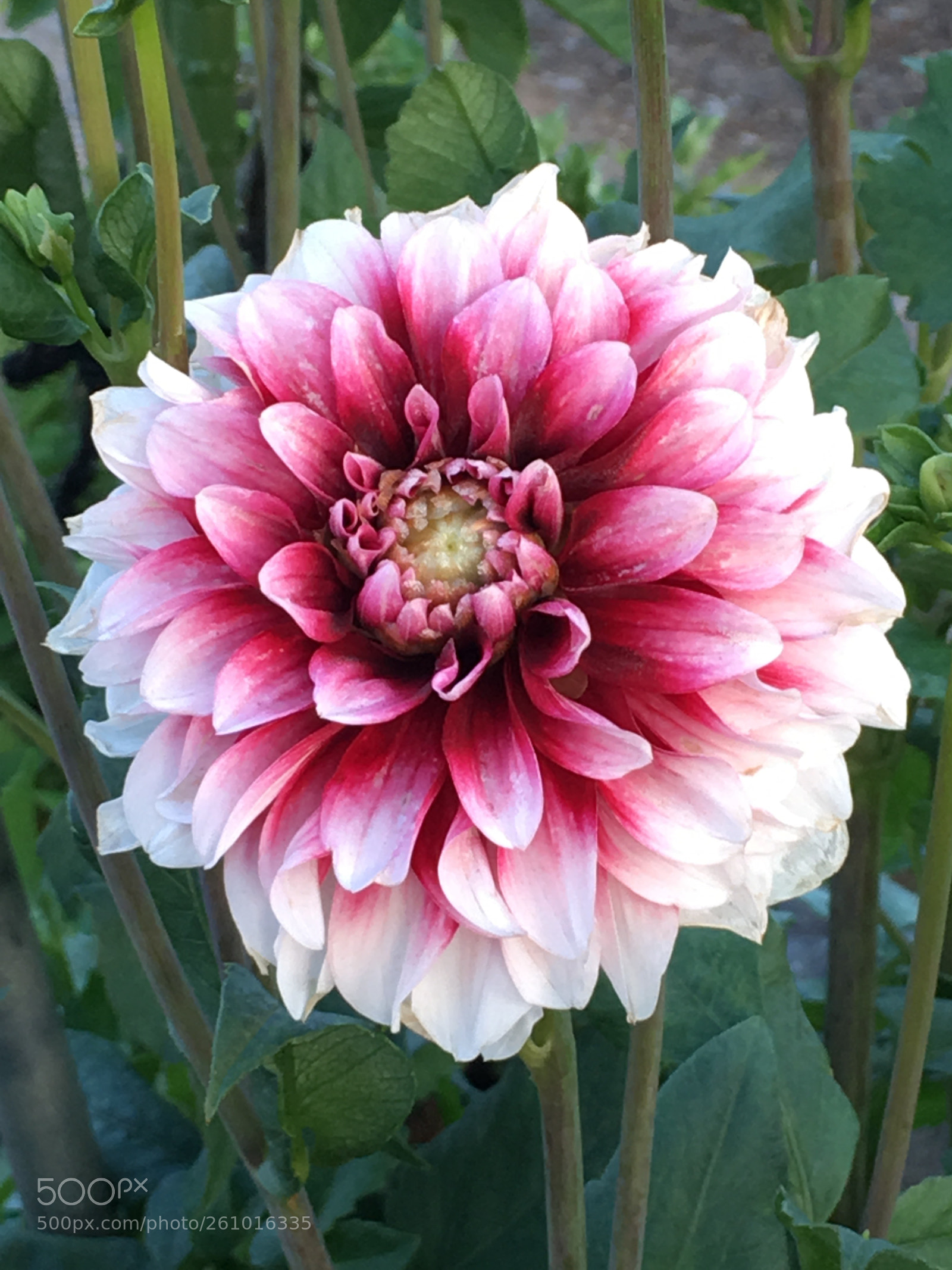 Apple iPhone 6s Plus sample photo. Summer2018 flowers photography