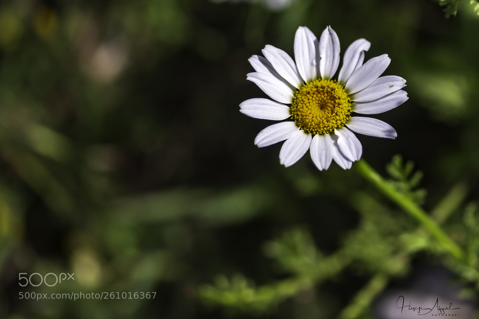 Canon EOS 60D sample photo. Untitled photography