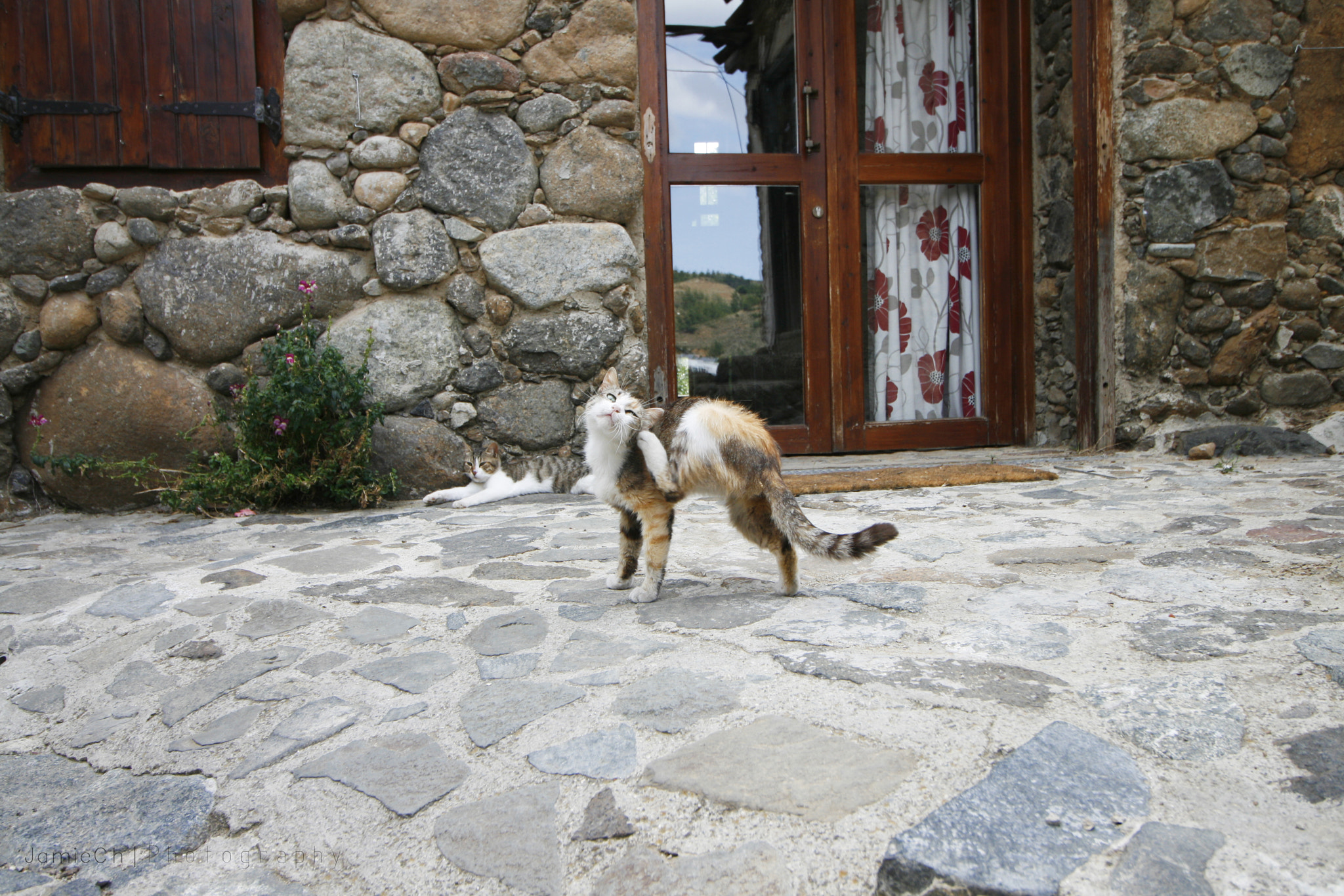 Canon EOS 400D (EOS Digital Rebel XTi / EOS Kiss Digital X) sample photo. Cyprus cat photography