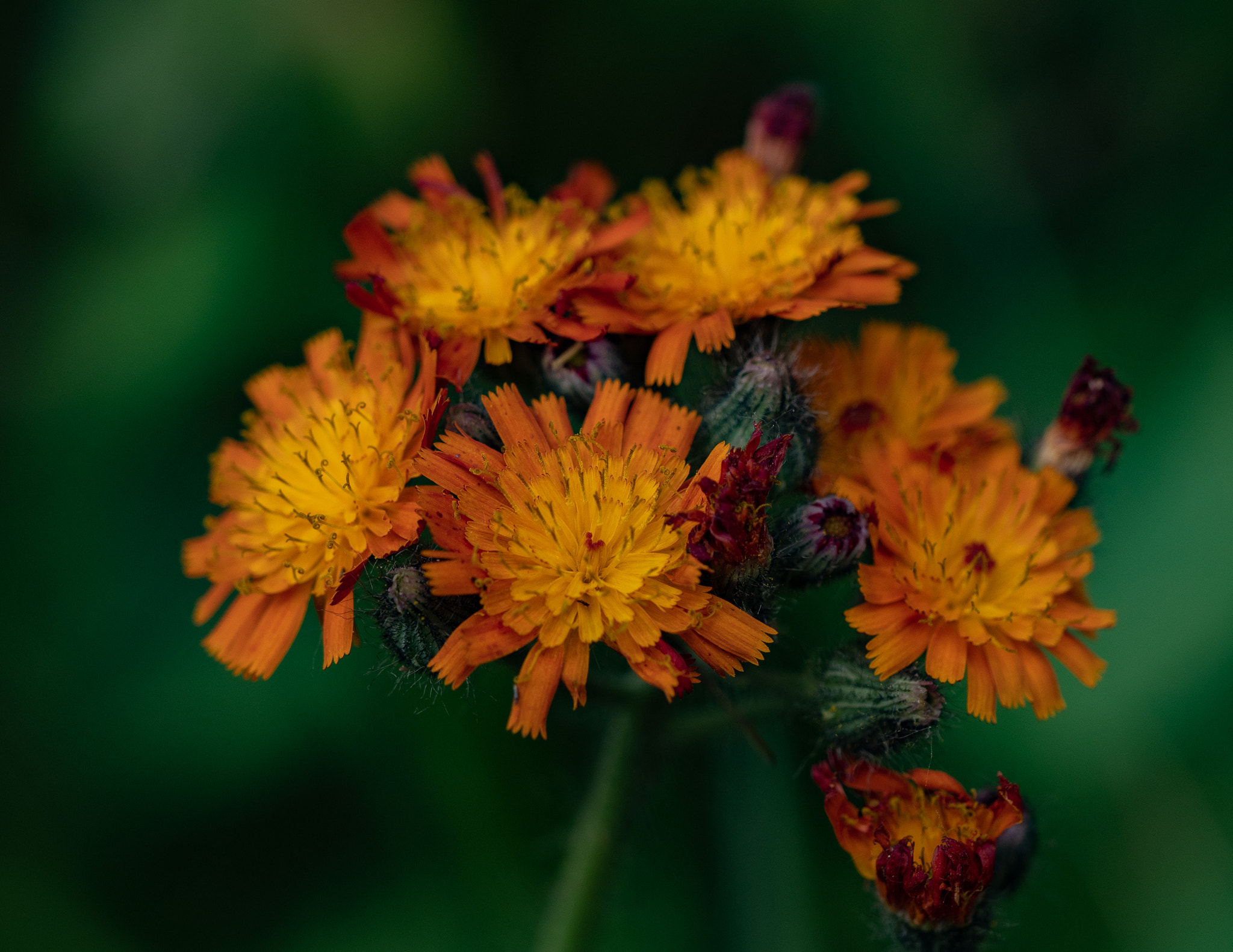 Olympus PEN-F sample photo. Flower..... photography