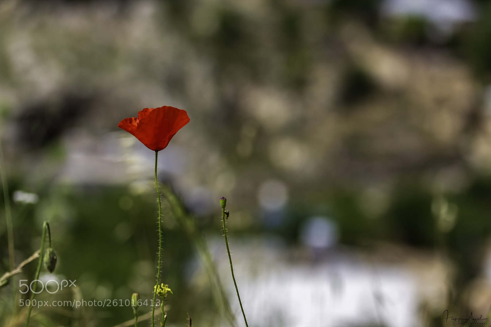 Canon EOS 60D sample photo. Untitled photography