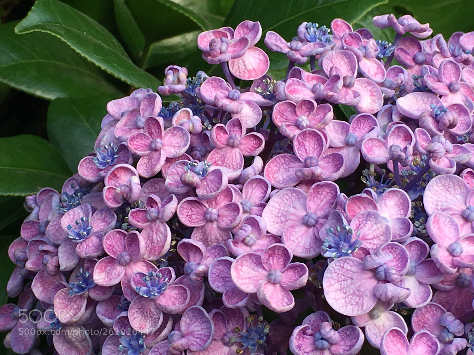Apple iPhone 6s Plus sample photo. Summer2018 flowers photography