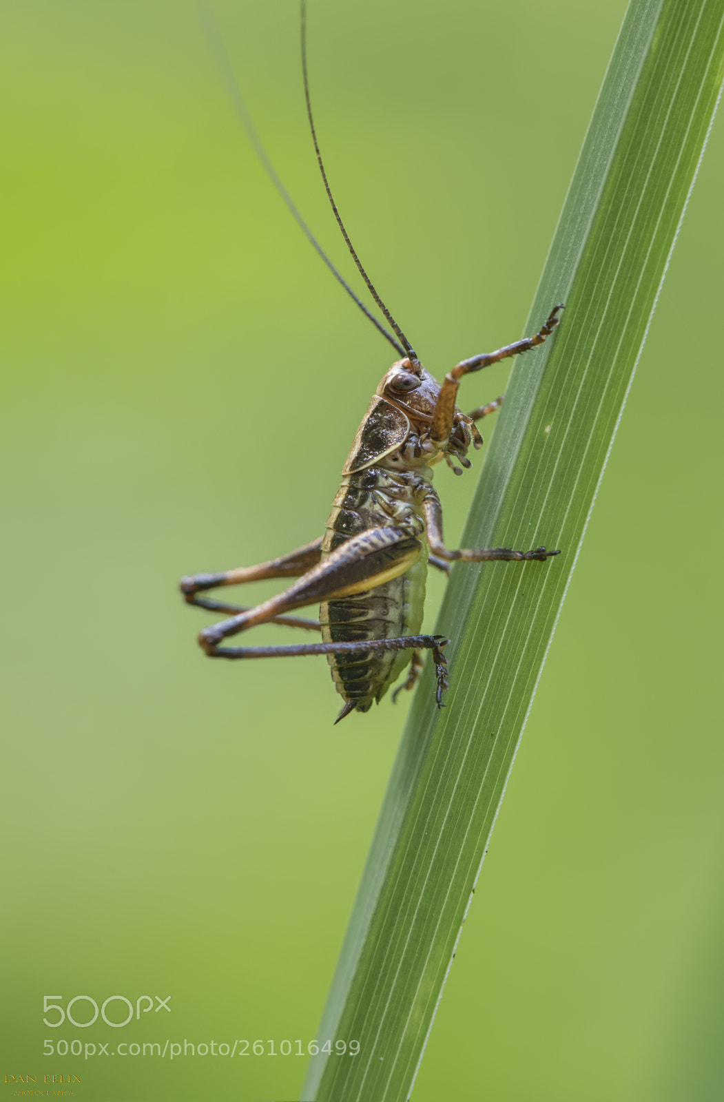 Nikon D850 sample photo. Microcosmos photography
