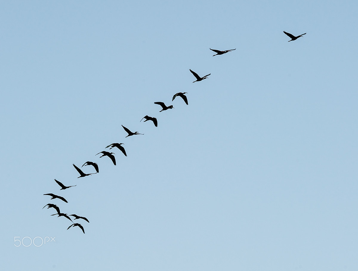 Sony a99 II sample photo. 01018.jpg photography