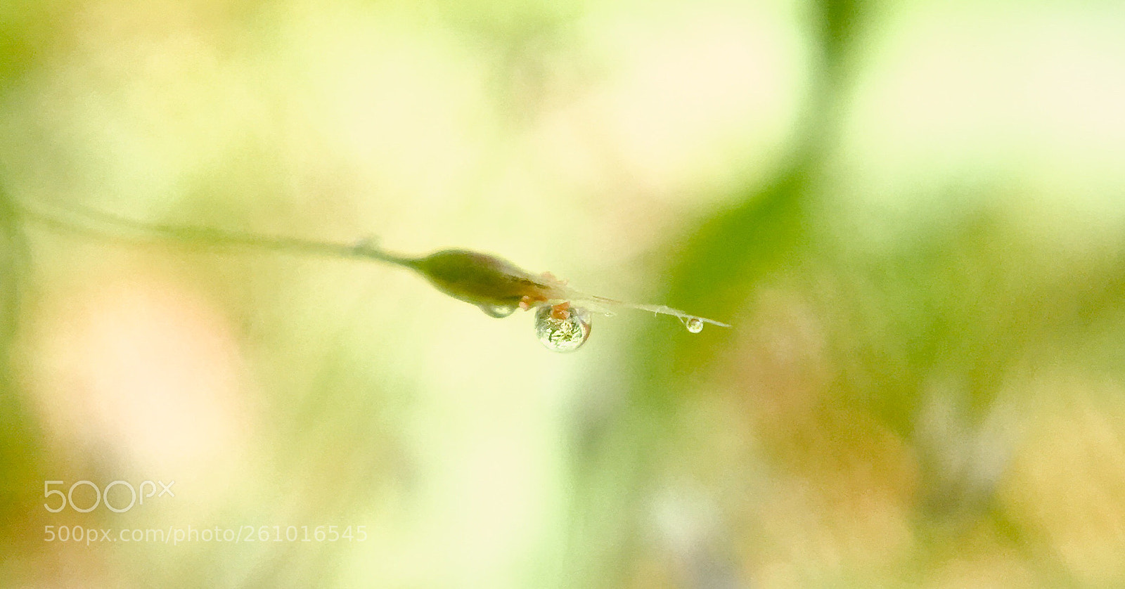 Apple iPhone 6s sample photo. Diminutive drops photography