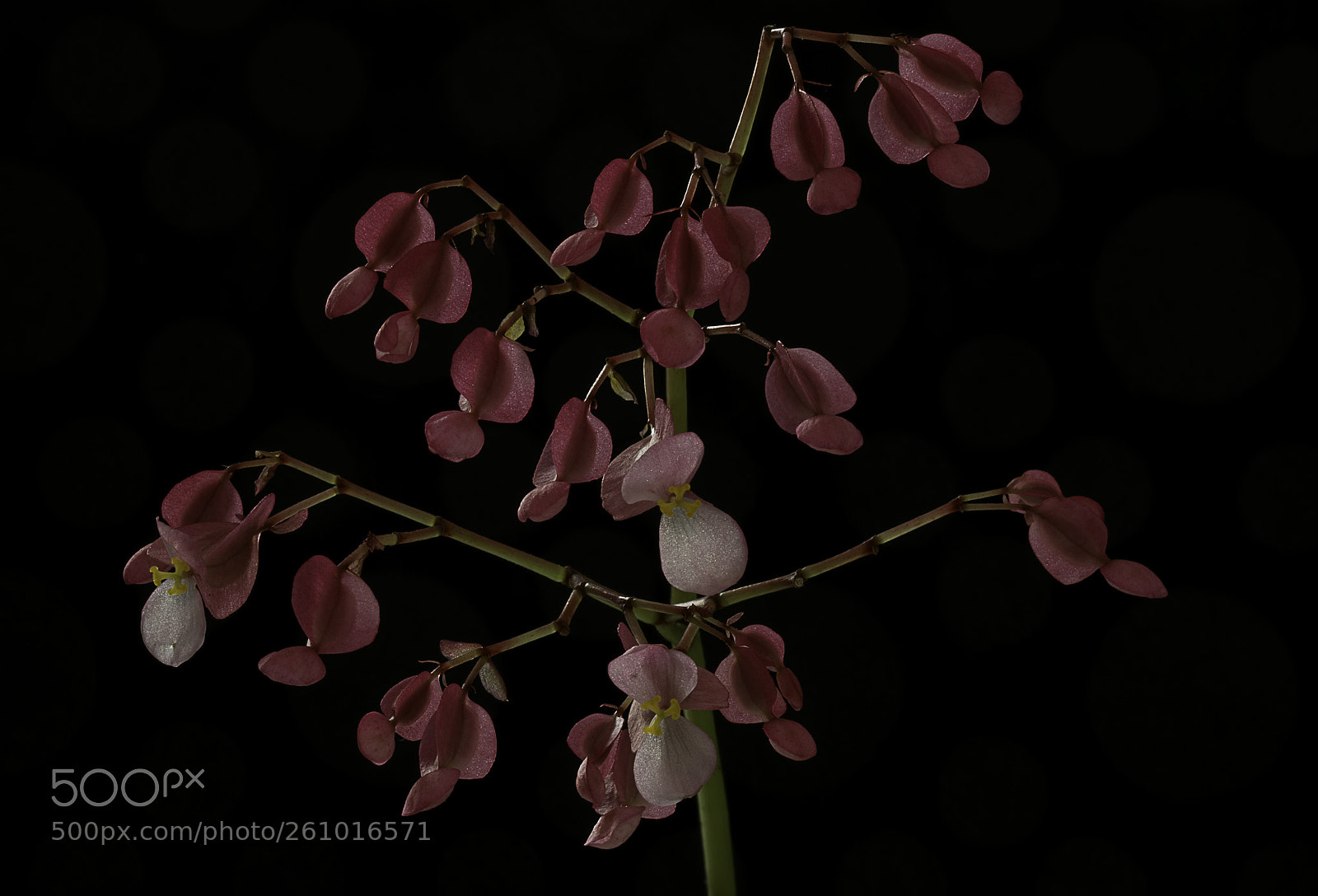 Canon EOS 7D Mark II sample photo. Angel wing begonia photography