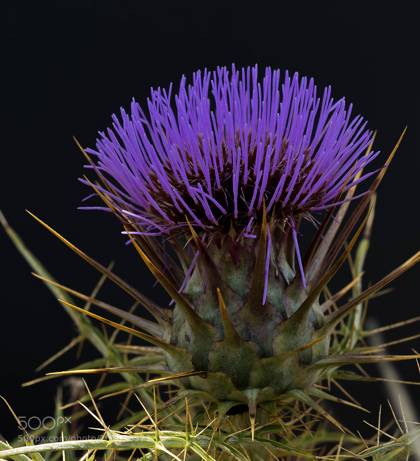 Canon EOS 7D Mark II sample photo. Qaqo tax xewk photography