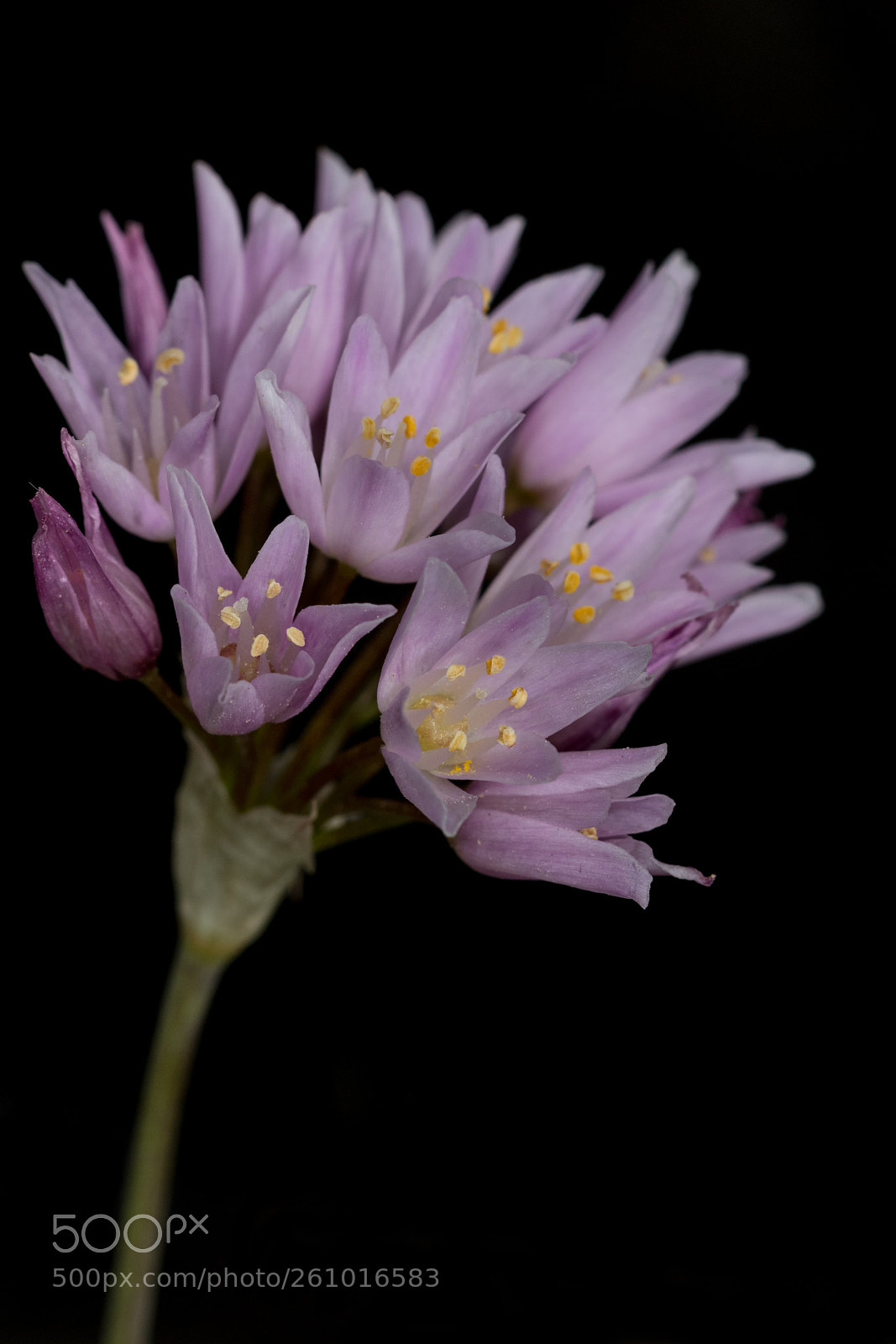 Canon EOS 7D Mark II sample photo. Wild rosey garlic photography