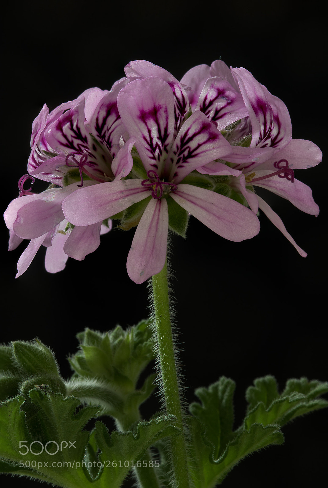Canon EOS 7D Mark II sample photo. Geranium flower photography