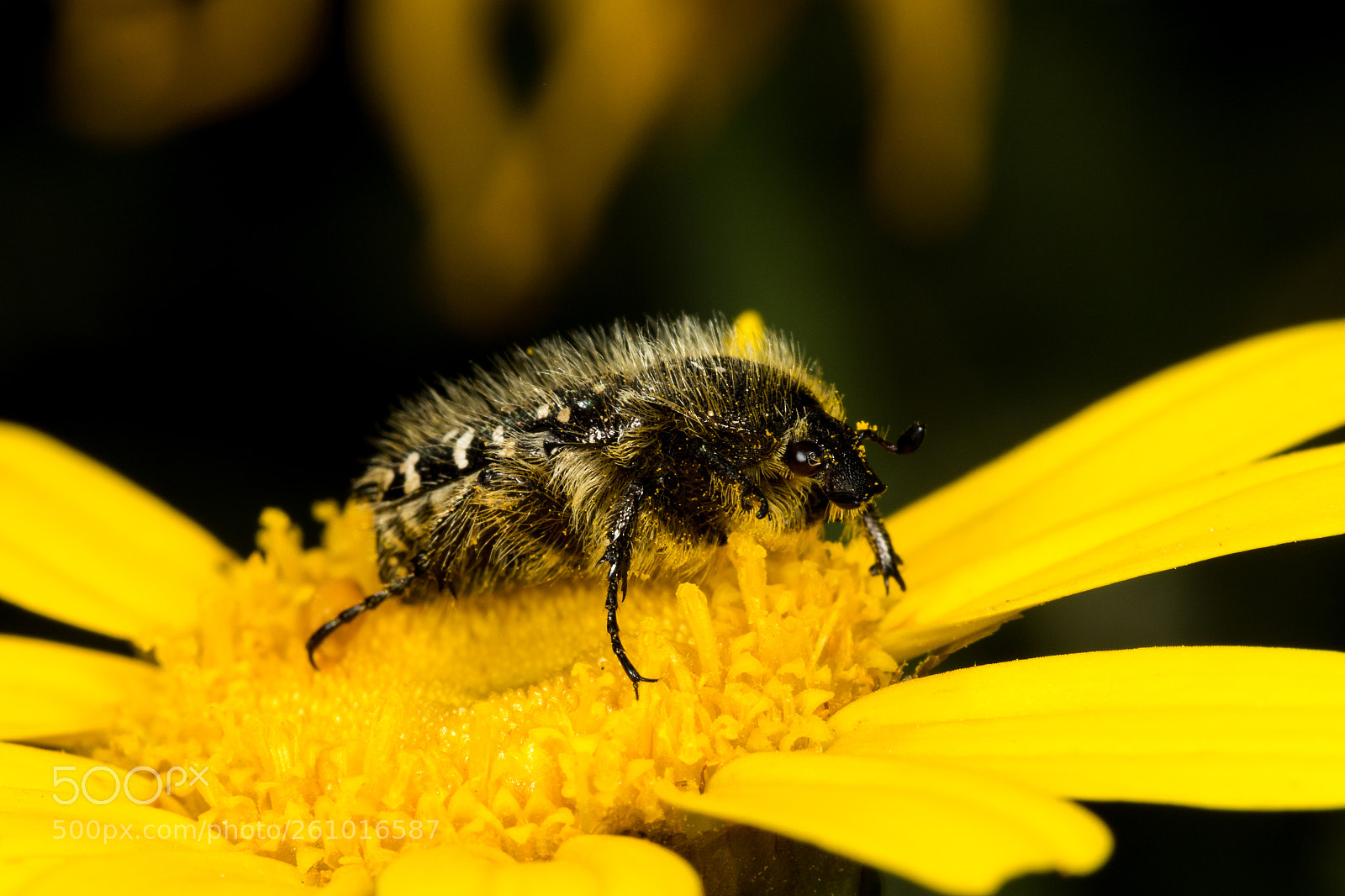 Canon EOS 7D Mark II sample photo. White-spotted barbary beetle photography