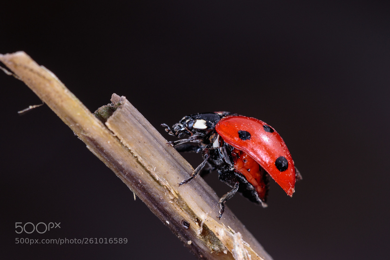 Canon EOS 7D Mark II sample photo. Seven spotted ladybird photography