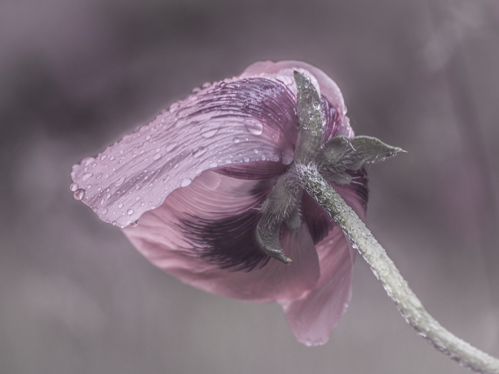 Olympus PEN E-PM2 sample photo. After the rain photography