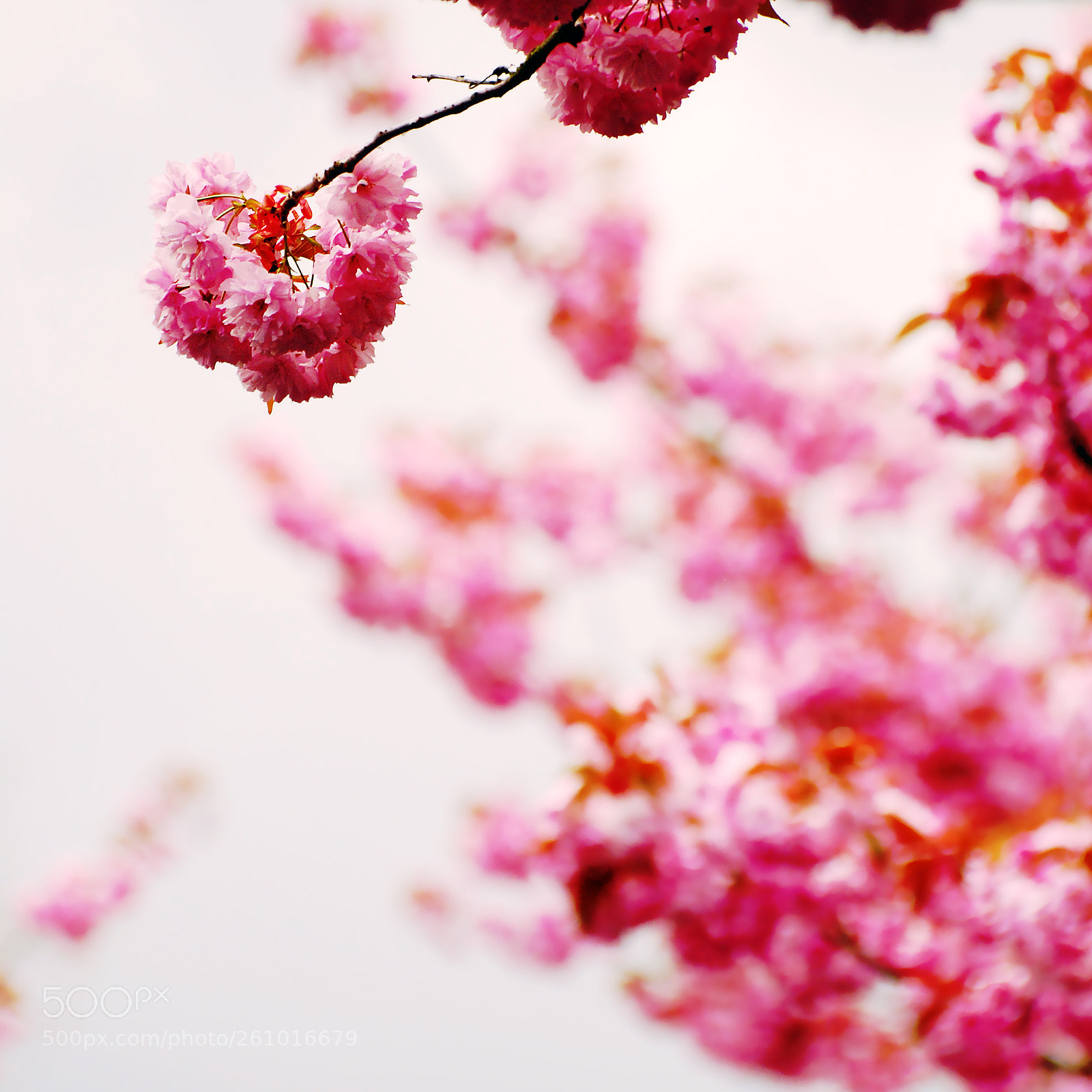 Nikon D80 sample photo. Cherry blossom photography
