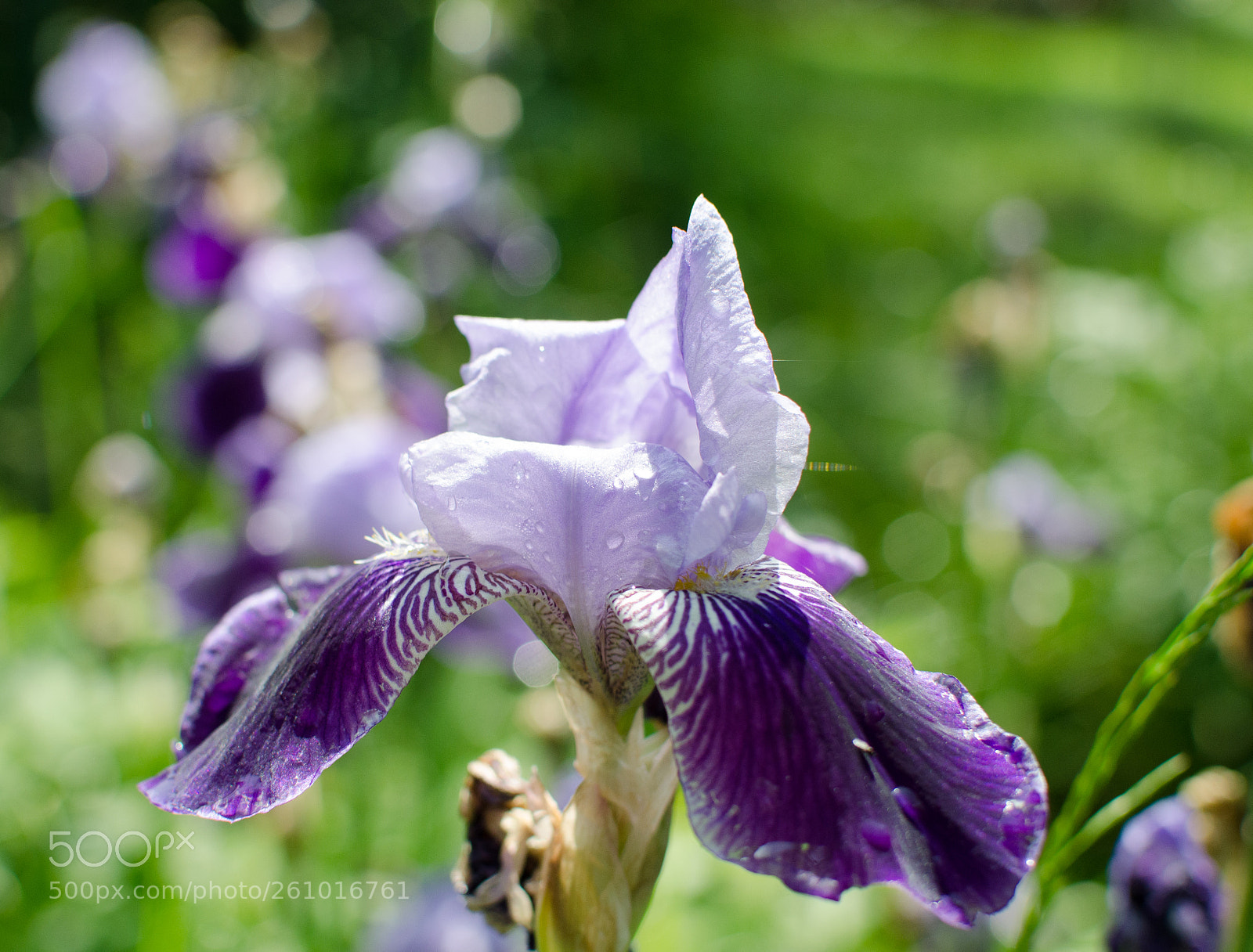 Nikon D7000 sample photo. Purple iris photography