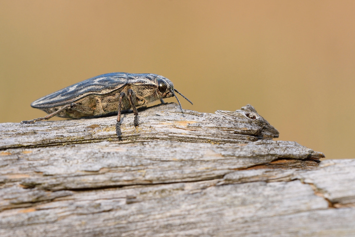 Nikon D7200 + Sigma 150mm F2.8 EX DG OS Macro HSM sample photo. Chalcophora mariana photography