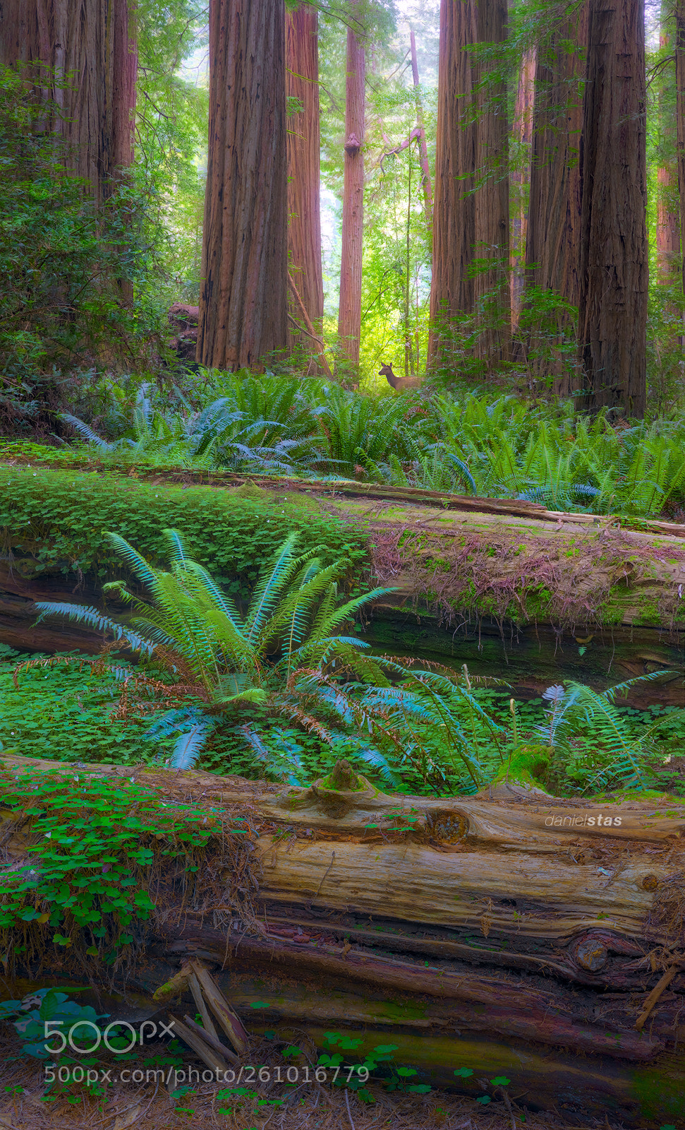 Canon EOS 5D Mark IV sample photo. Redwoods photography