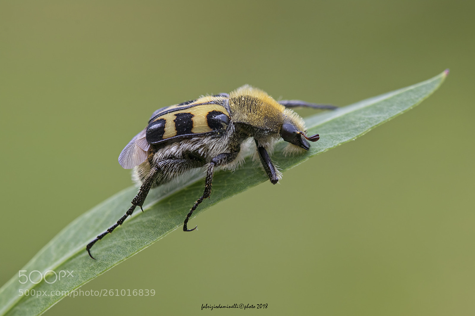 Canon EOS 7D Mark II sample photo. Trichius sp. - scarabaeidae photography
