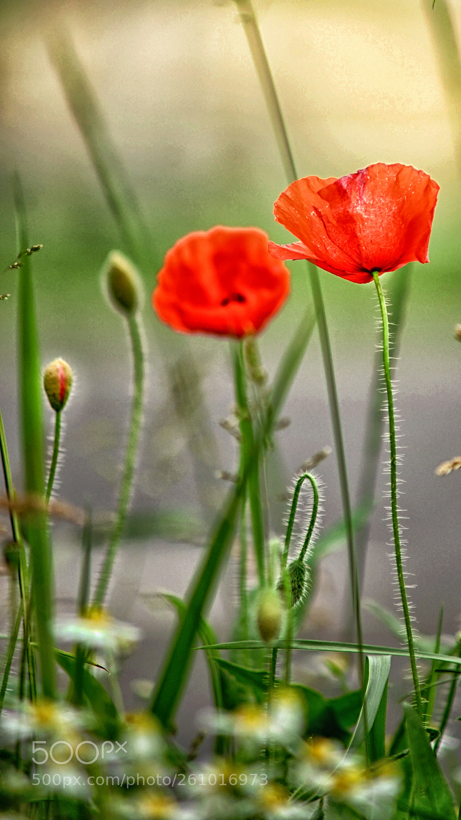 Sony a7 II sample photo. Twin red photography