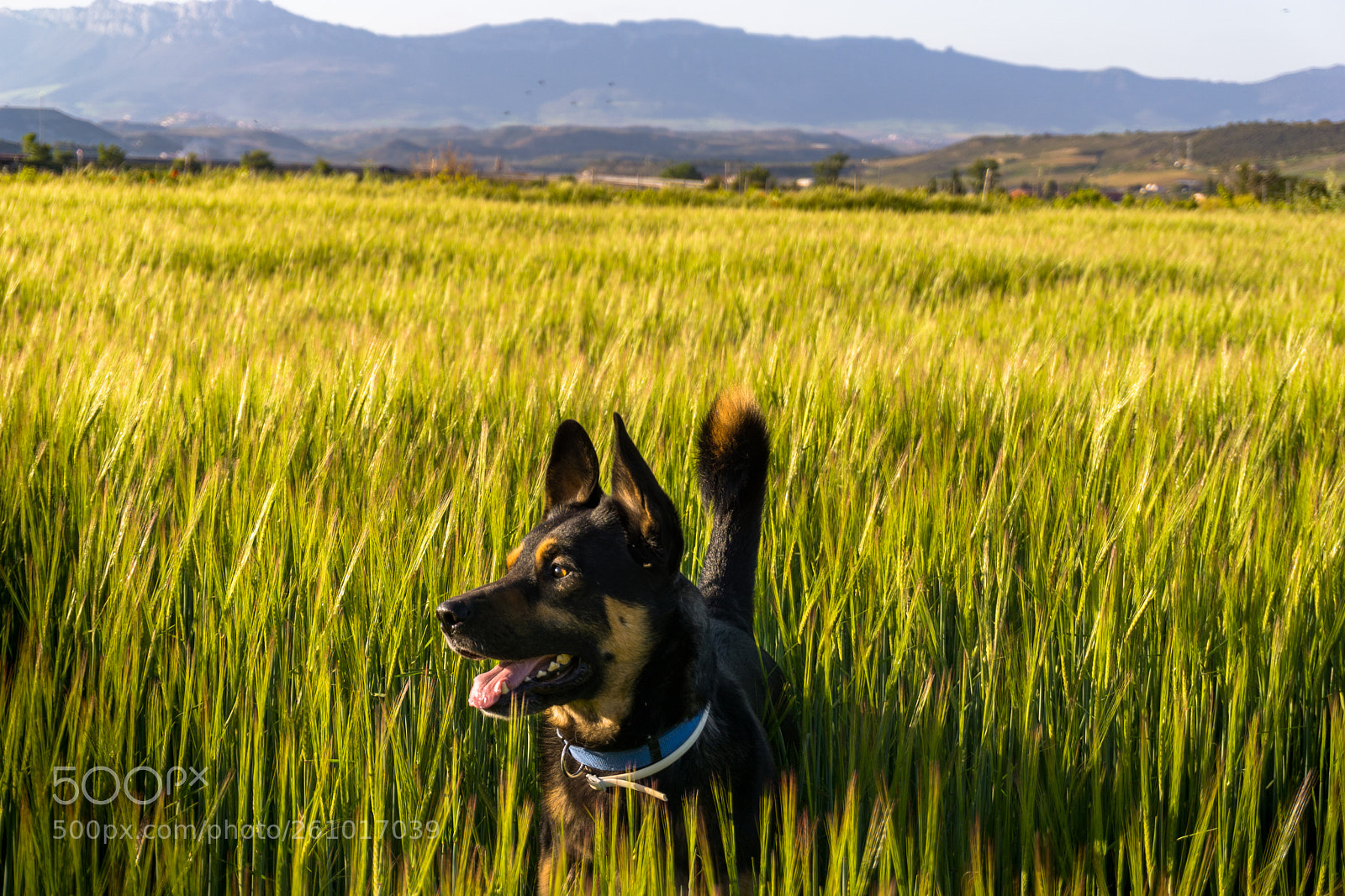 Sony a6000 sample photo. Cholo photography