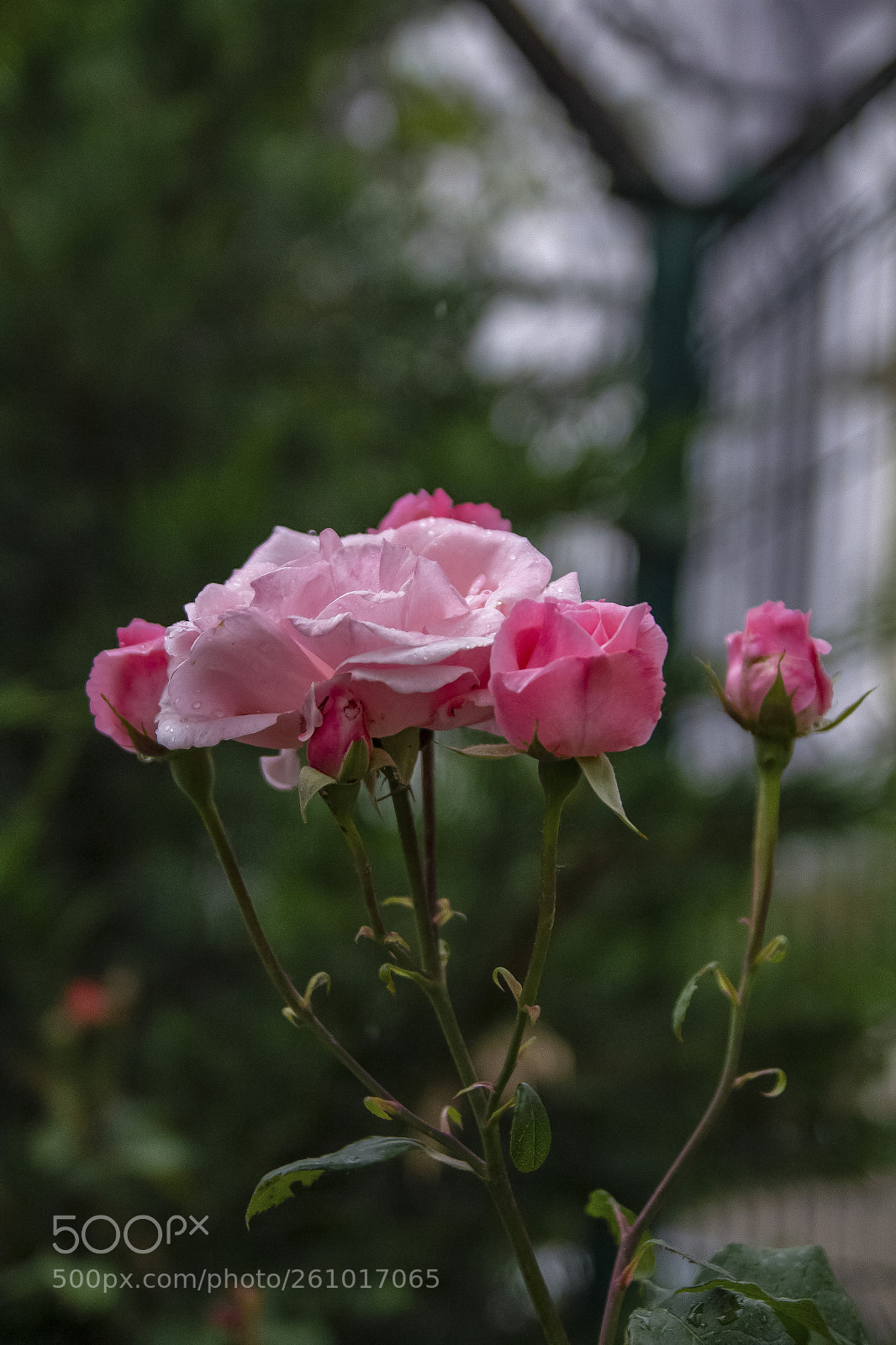 Canon EOS 60D sample photo. Roses photography