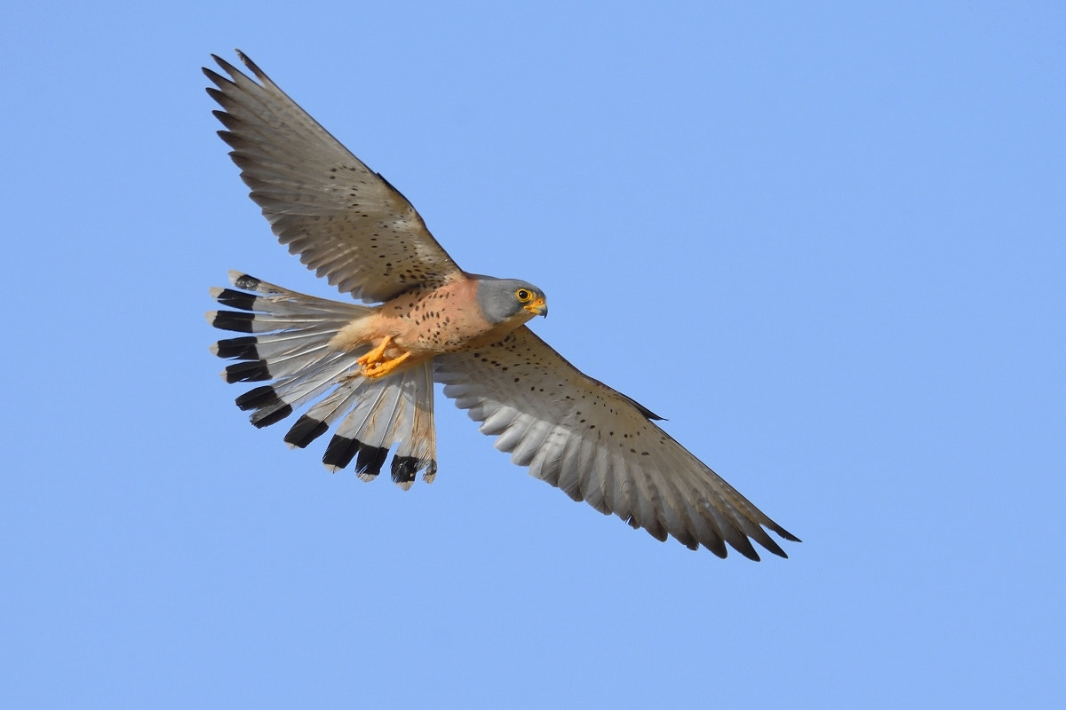 Nikon D7200 sample photo. Falco naumanni photography
