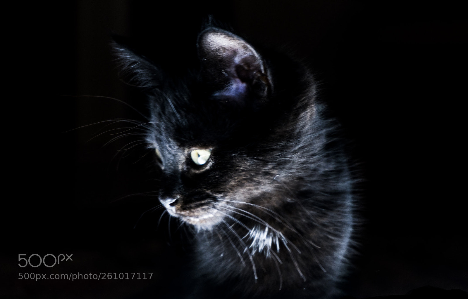Sony a6500 sample photo. My black cat photography