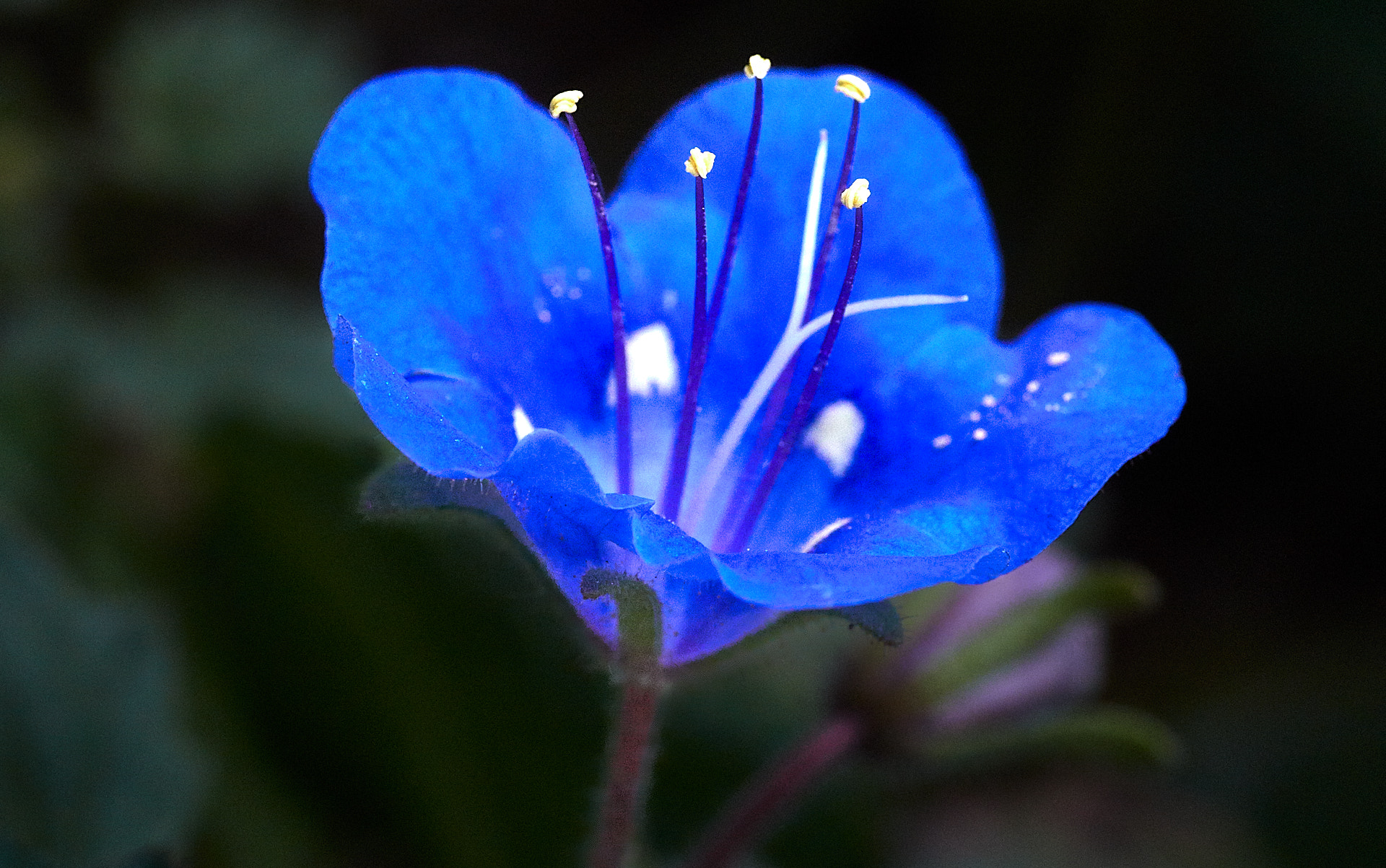 Canon EOS M5 sample photo. Flowers photography