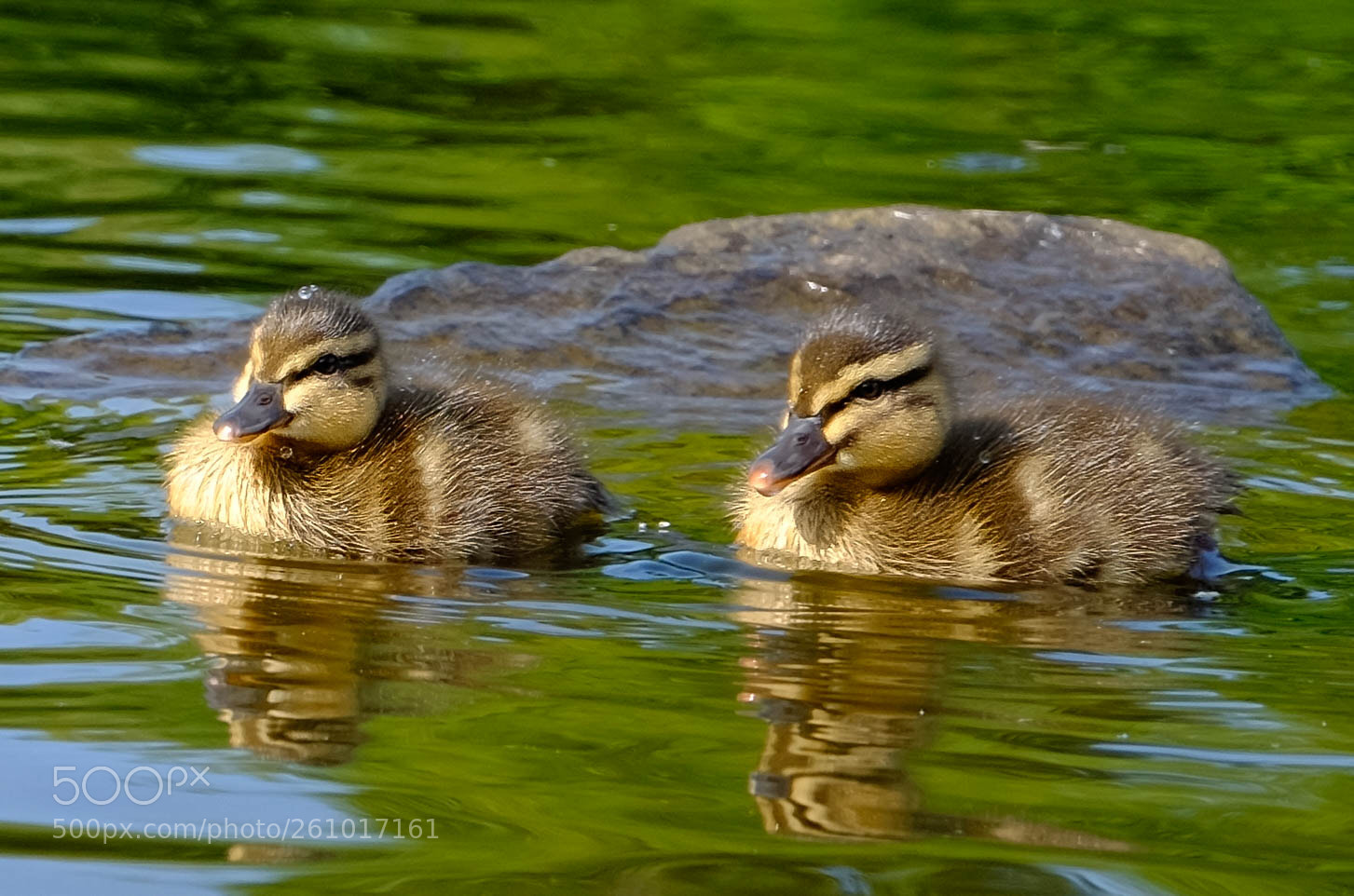 Fujifilm X-T10 sample photo. Mallard chicks photography