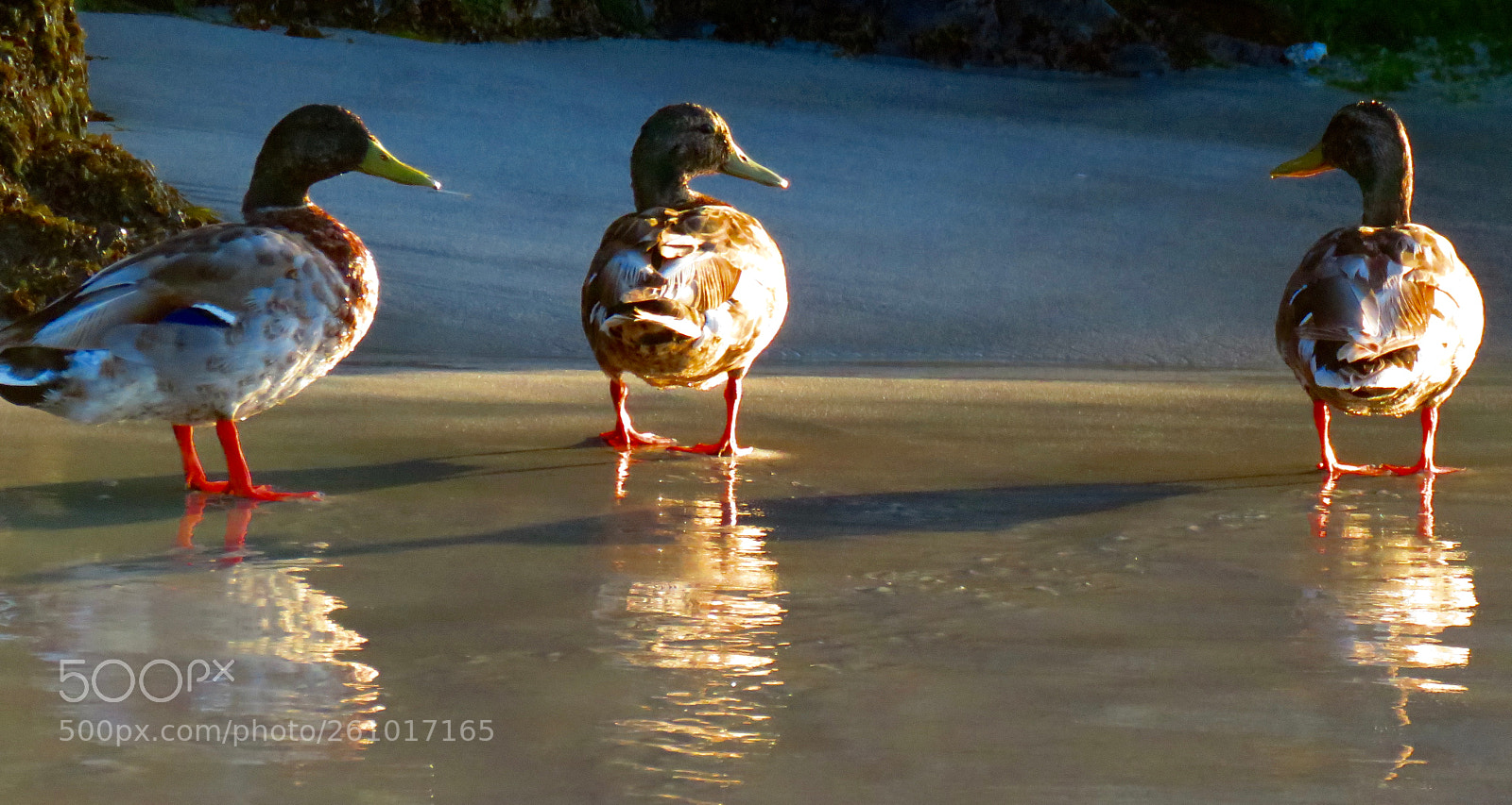 Canon PowerShot SX60 HS sample photo. Ducky at dusk photography