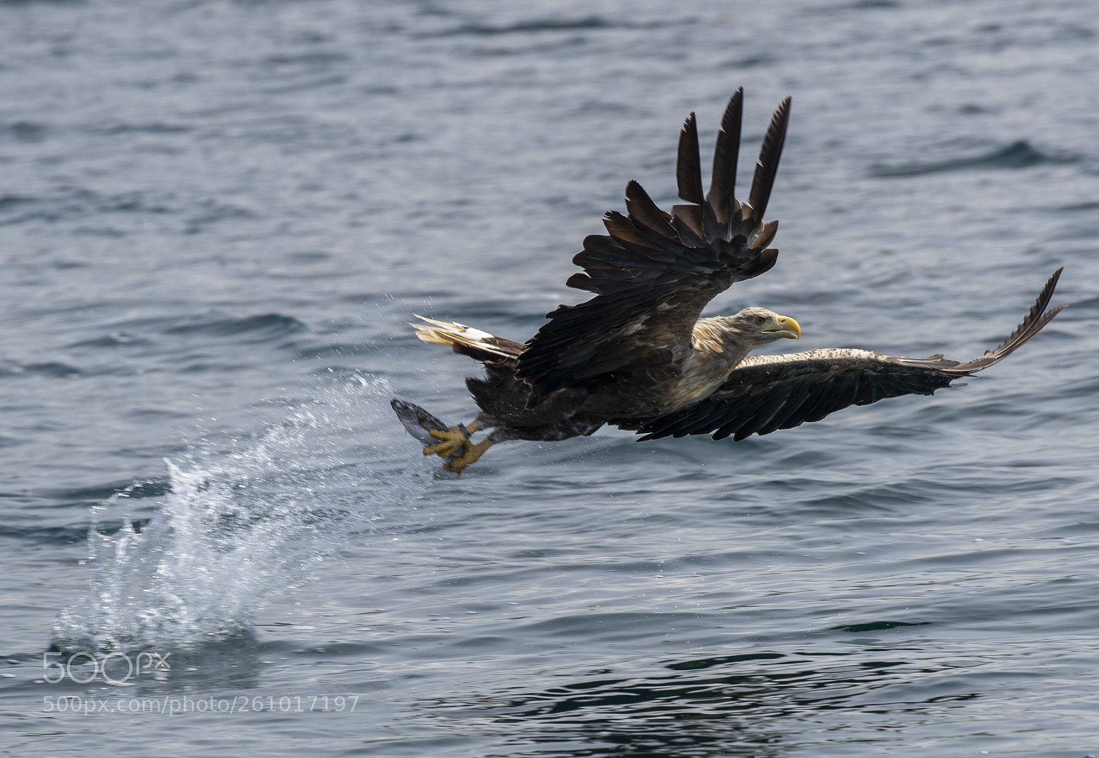 Canon EOS-1D X Mark II sample photo. Seaeagle-fish-grab-3 photography