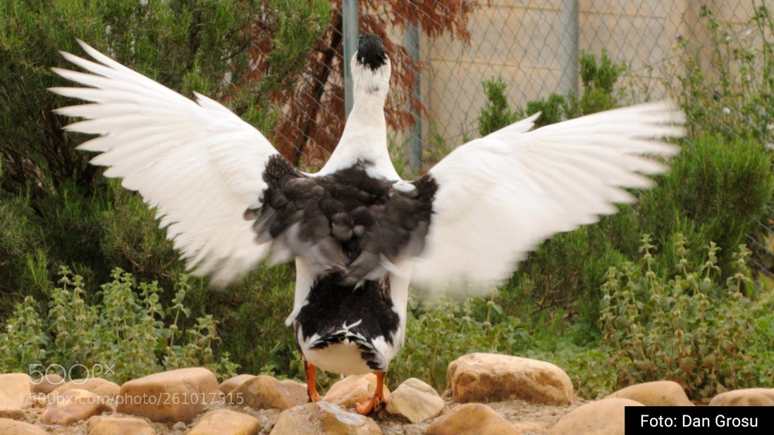 Nikon D3000 sample photo. Pato photography