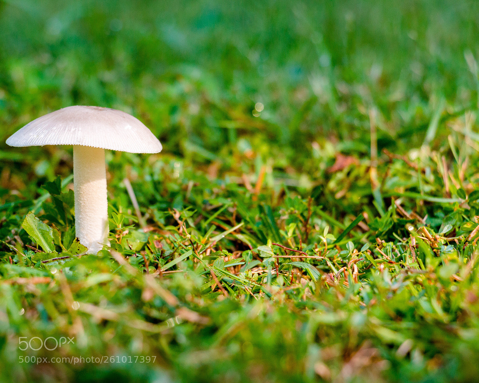 Canon EOS 70D sample photo. Mushroom photography