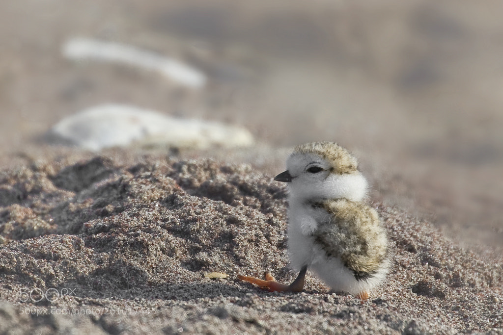 Canon EOS 7D Mark II sample photo. Piping plover chick, connecticut, 2018 photography