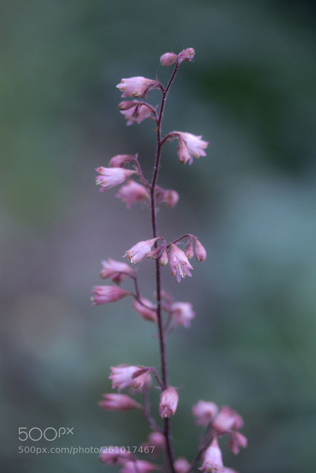Canon EOS 60D sample photo. Purpurglöckchen (heuchera) photography