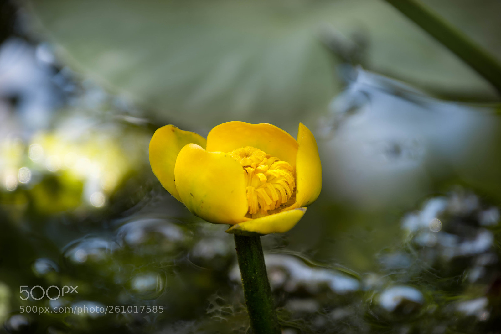 Nikon D7200 sample photo. Yellow water-lily photography